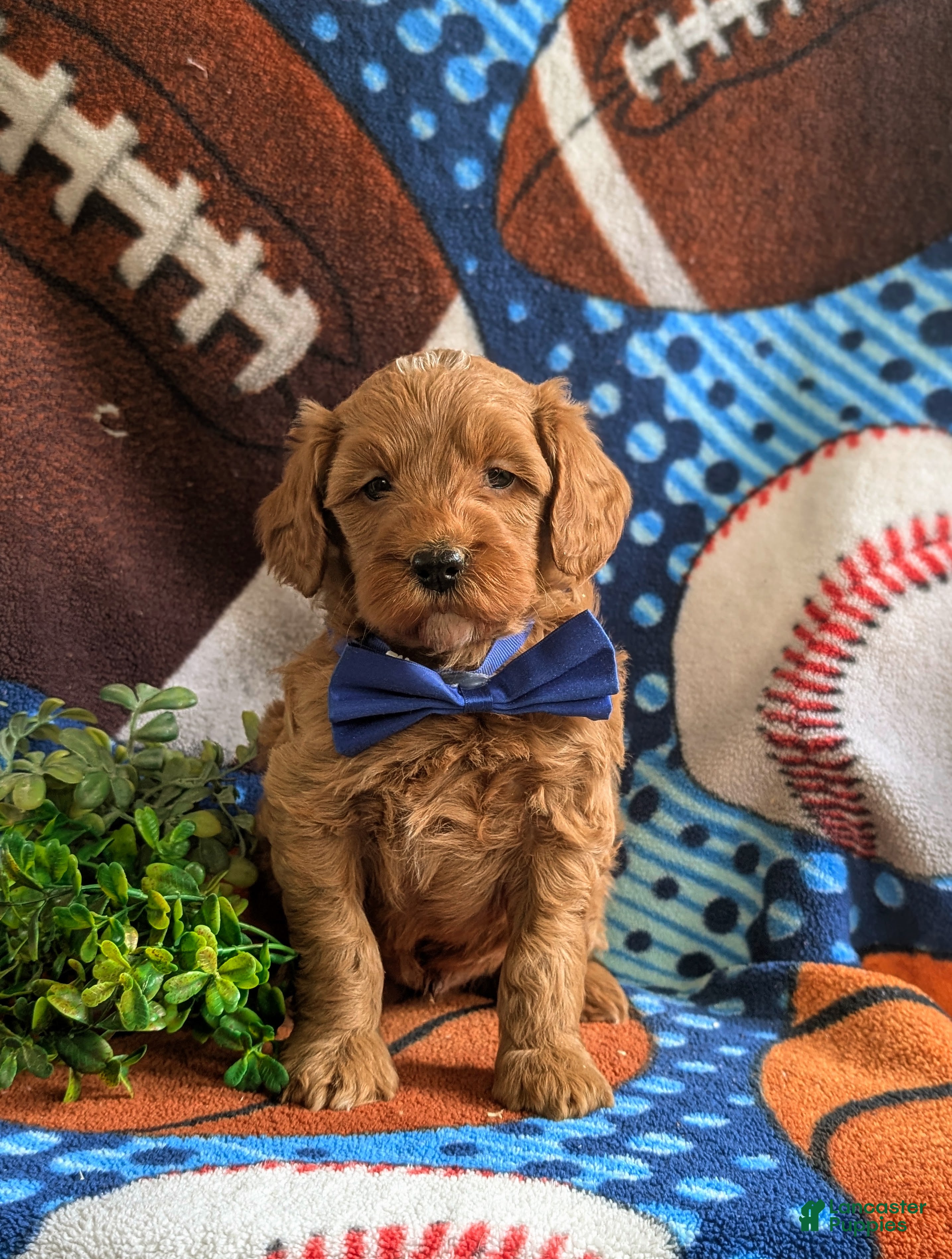 Mini Goldendoodle dogs Isaias Hypoallergenic - Ad 2