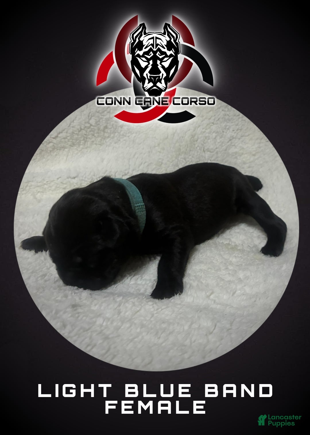 Cane Corso dogs Cane Corso Puppy 10 - Ad 11