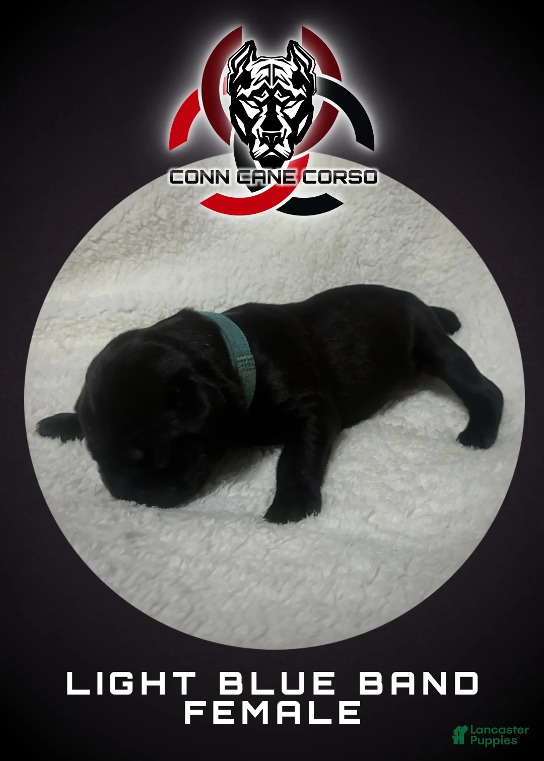 Cane Corso dogs for sale: Cane Corso Puppy 10 - Ad 1