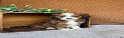Havanese dogs for sale: Laura  - Ad 3