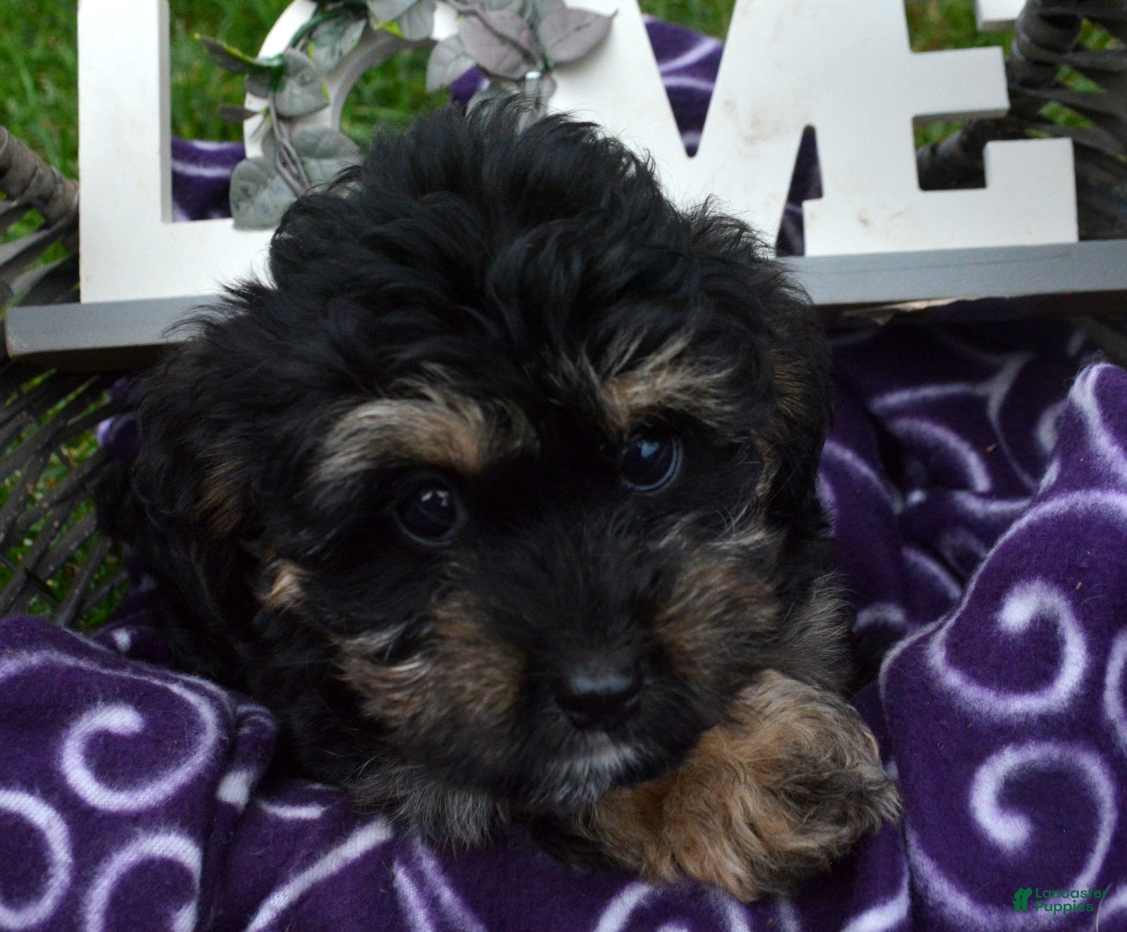 Bernedoodle dogs Britney Bernedoodle 5 - Ad 23