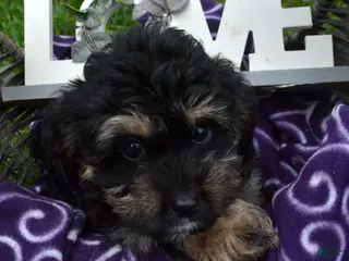 Bernedoodle dogs Britney Bernedoodle 5 - Ad 23