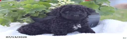 Miniature Poodle dogs for sale: Nate - Ad 5