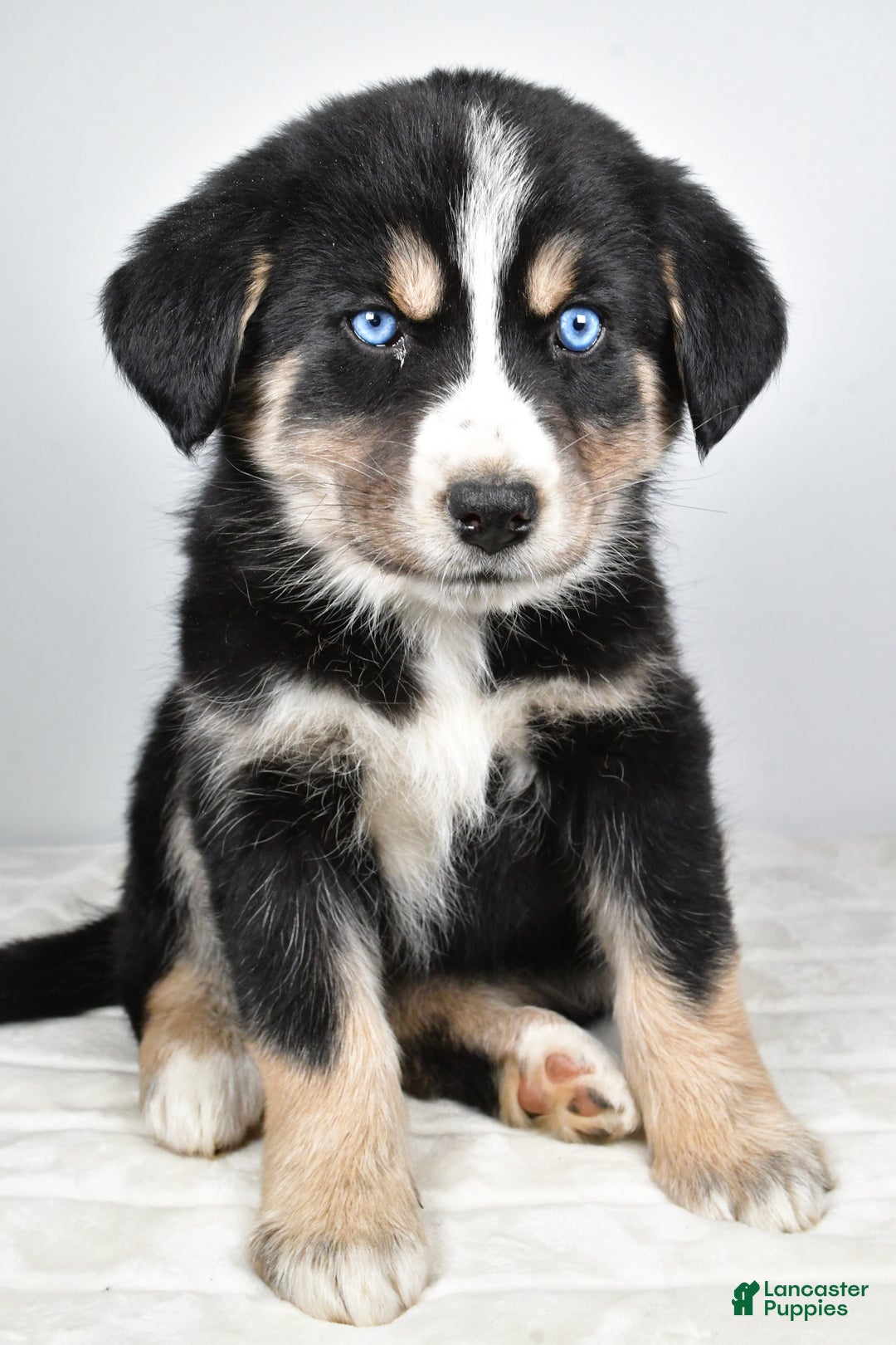 Mixed Breed dogs for sale: Piper - Ad 7