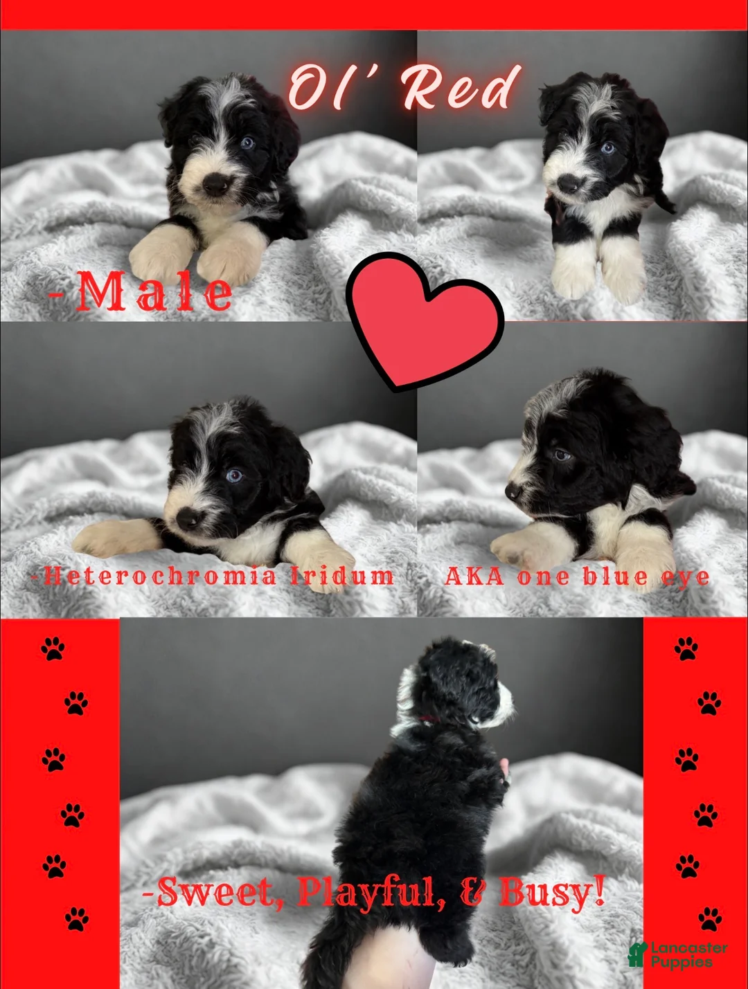 Aussiedoodle dogs for sale: Ol’ Red (Red) - Ad 2