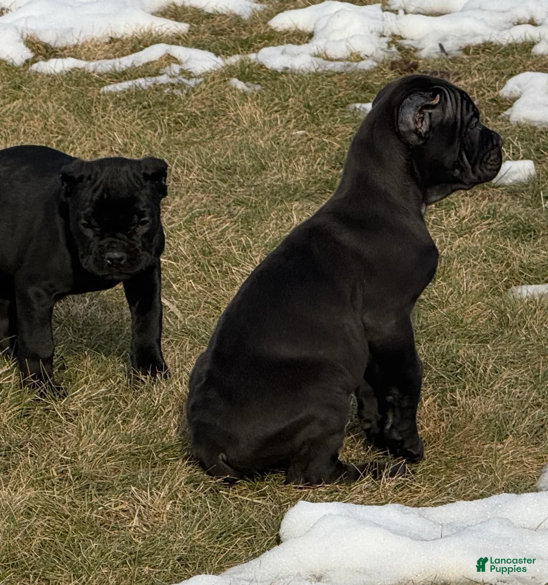 Cane Corso dogs for sale: Cane Corso Puppy 3 - Ad 2