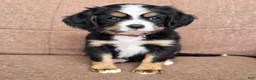 Miniature Bernese Mountain Dog dogs for sale: Lisbon  - Ad 2