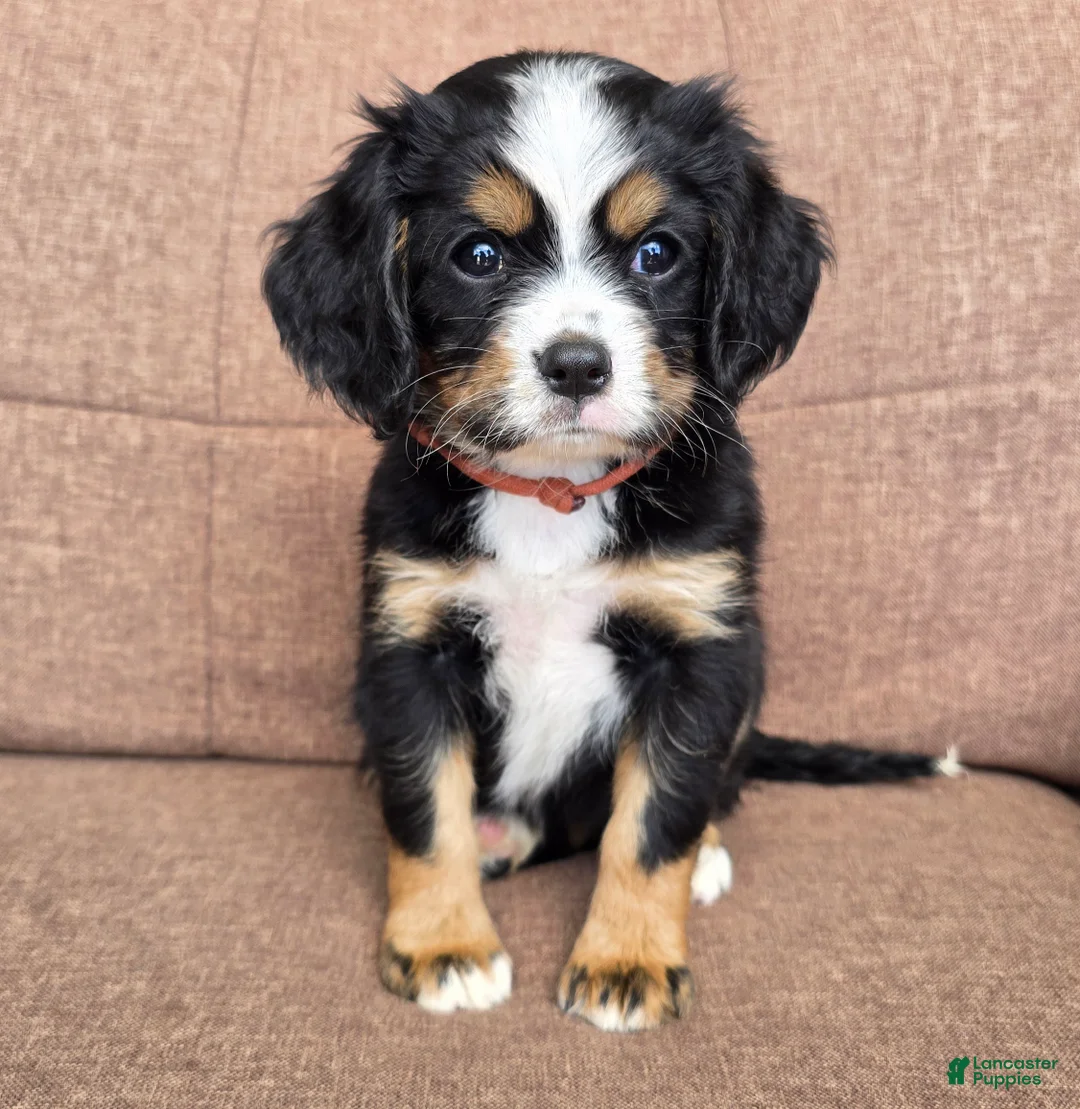 Miniature Bernese Mountain Dog dogs for sale: Lisbon  - Ad 2