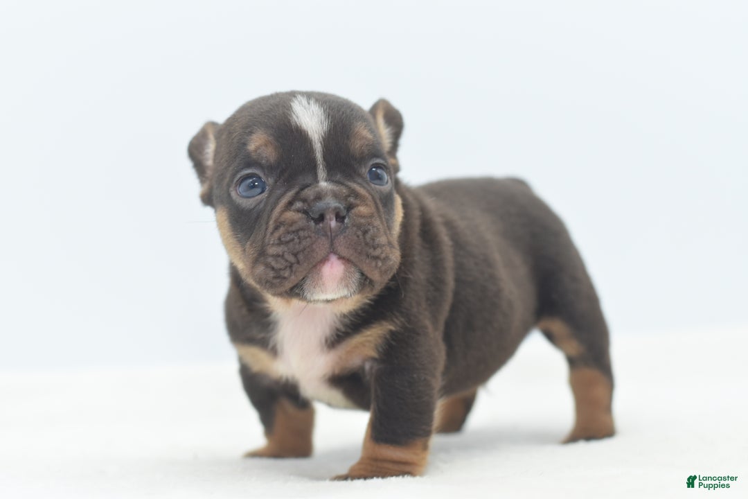 Mixed Breed dogs for sale: Kong micro bully hybrid  - Ad 21
