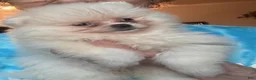 Pomeranian dogs for sale: Pima - Ad 4