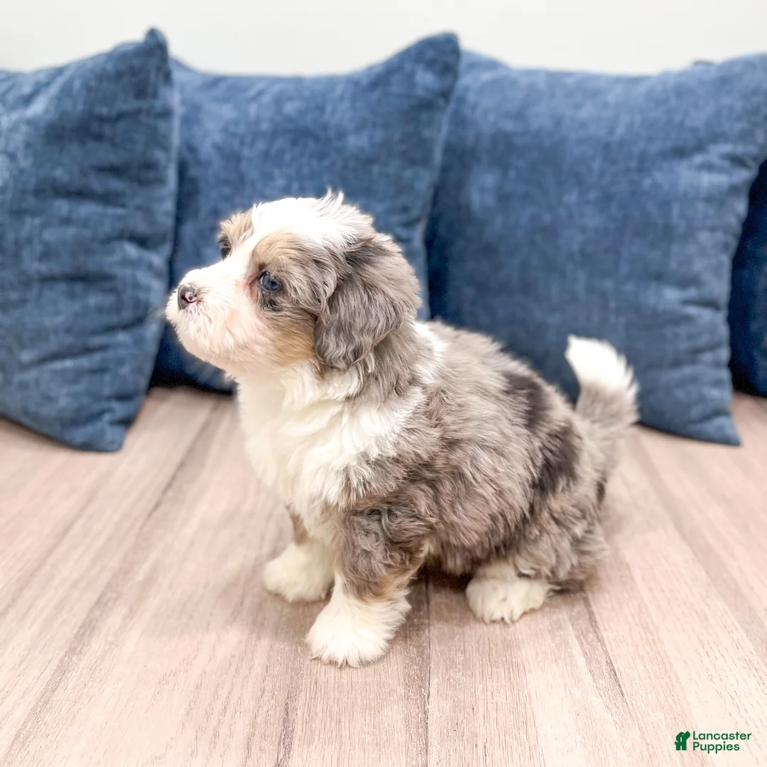 Mini Bernedoodle dogs for sale: Jordan - Ad 6