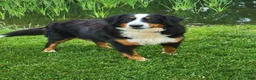 Mini Bernedoodle dogs for sale: Kodiak - Ad 5