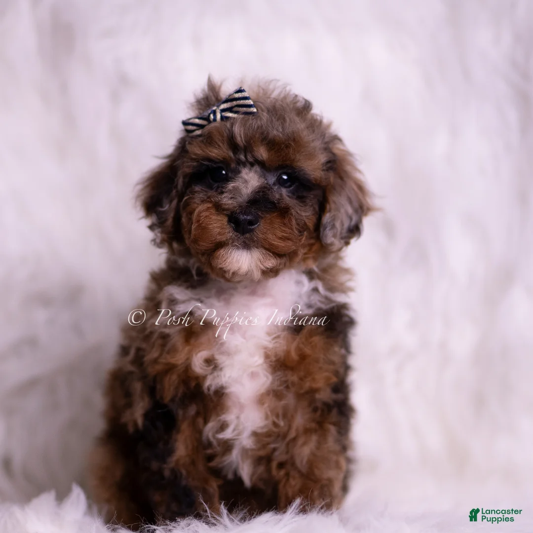 Toy Poodle dogs for sale: Veevo - Ad 1