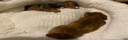 Miniature Dachshund dogs for sale: Arthur 👑 - Ad 8