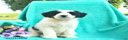 Bordoodle dogs for sale: Dapper  - Ad 4