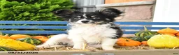 Papillon dogs for sale: Mitch - Ad 5