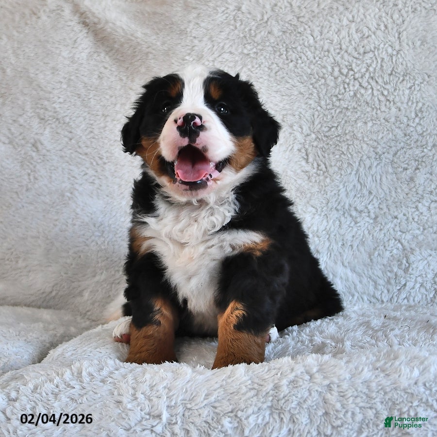 Bernese Mountain Dog dogs Jax - Ad 39