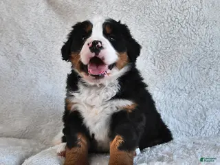 Bernese Mountain Dog dogs Jax - Ad 39