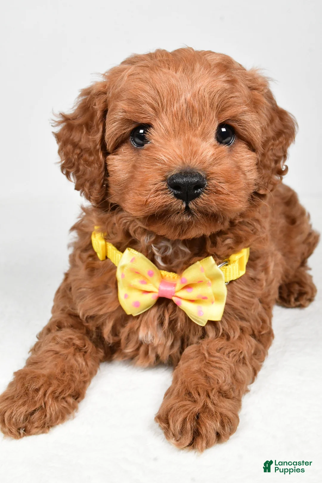 Cockapoo dogs for sale: Rascal - Ad 10