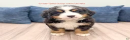 Bernese Mountain Dog dogs for sale: Callie - Ad 1