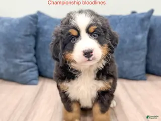 Bernese Mountain Dog dogs for sale: Callie - Ad 3