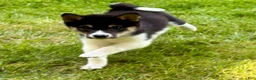 Shiba Inu dogs for sale: Shiba Inu Male - Ad 17