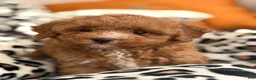Toy Poodle dogs for sale: Fifi - Ad 6