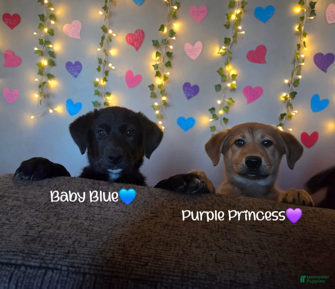 Mixed Breed dogs for sale: Baby Blue - Ad 17