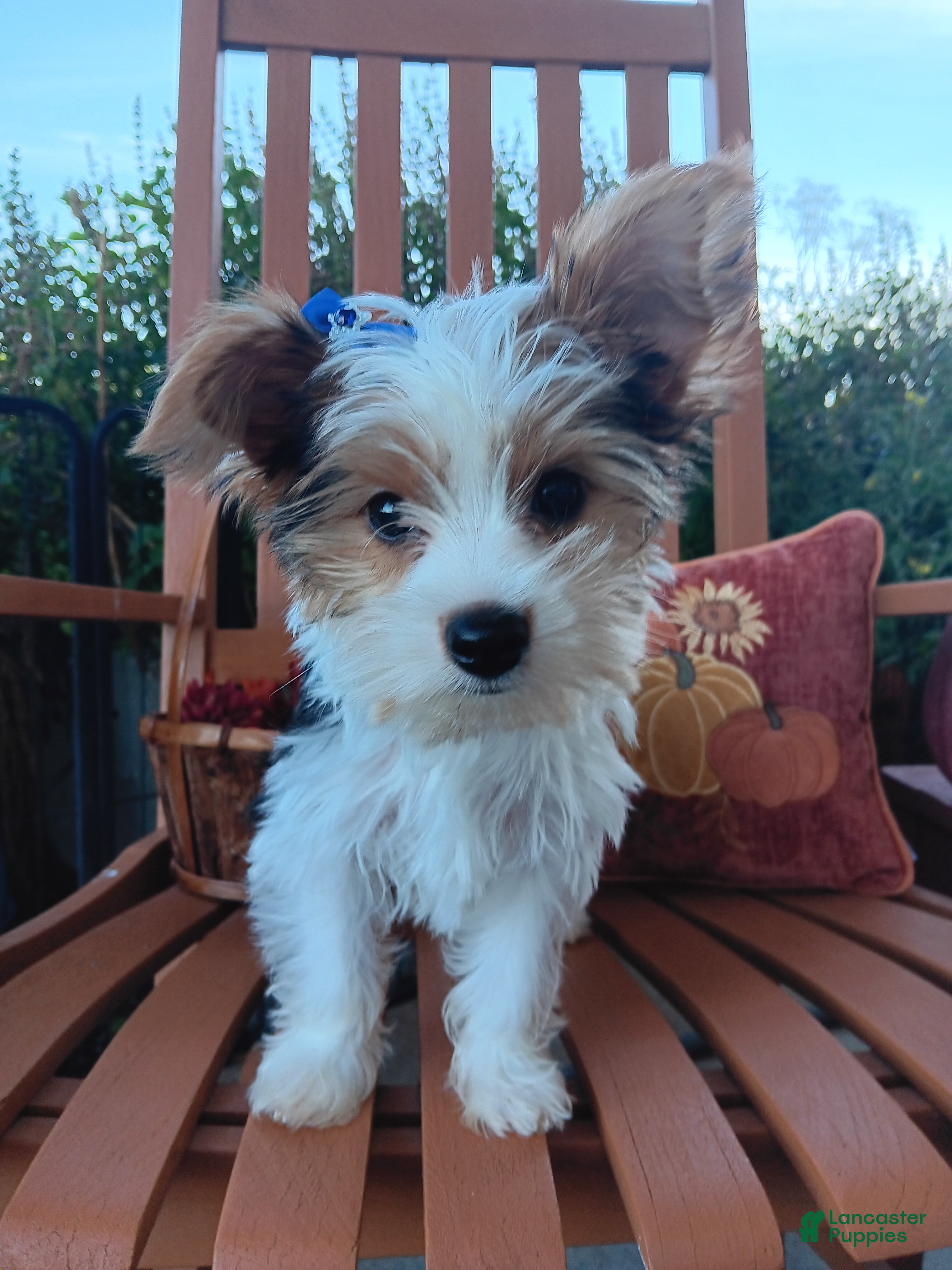 Mixed Breed dogs for sale: Pippin - Ad 38