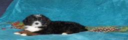 Mini Bernedoodle dogs for sale: Buster - Ad 2