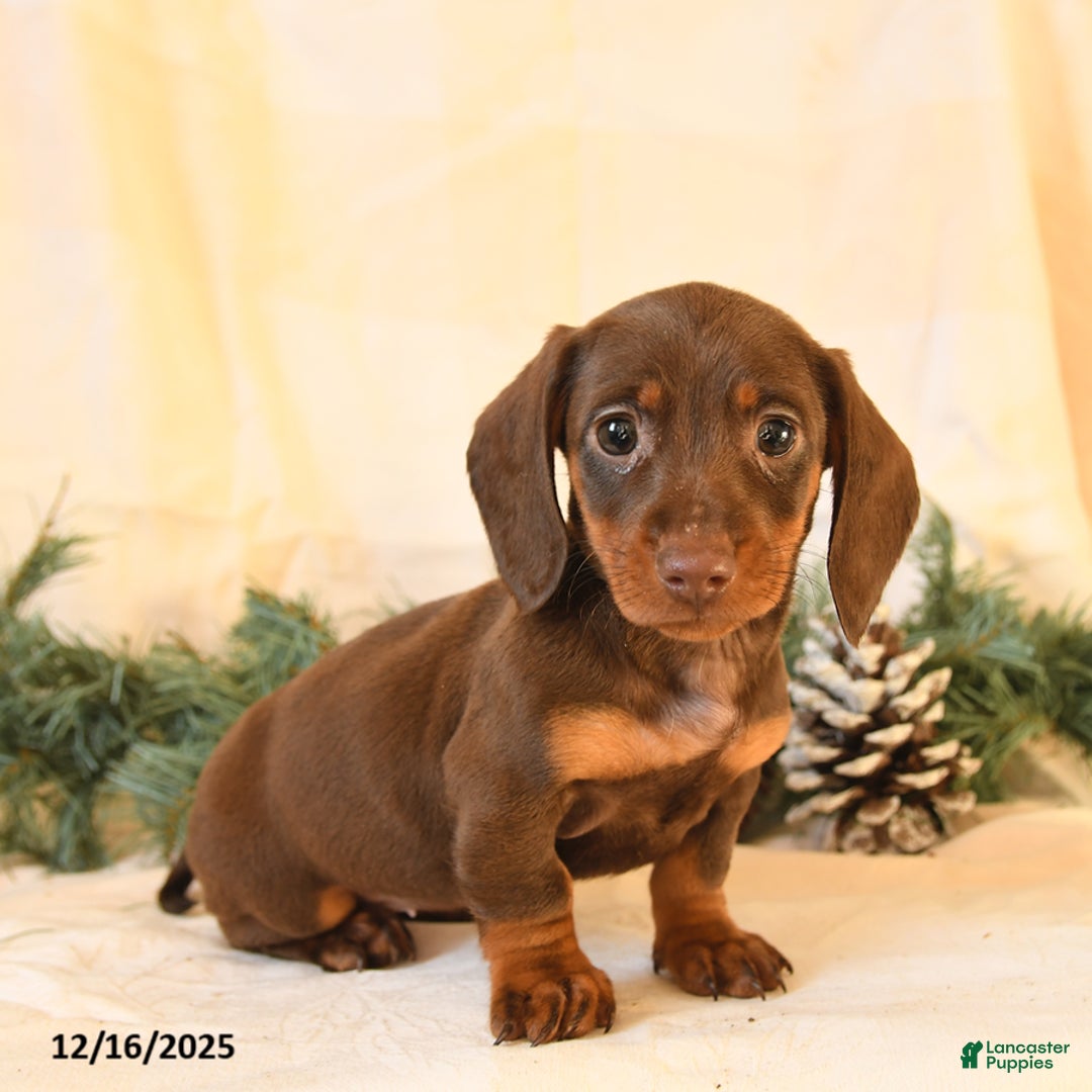 Miniature Dachshund dogs for sale: Corinne - Ad 2