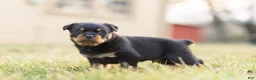 Rottweiler dogs for sale: Rottweiler Puppy 1 - Ad 3
