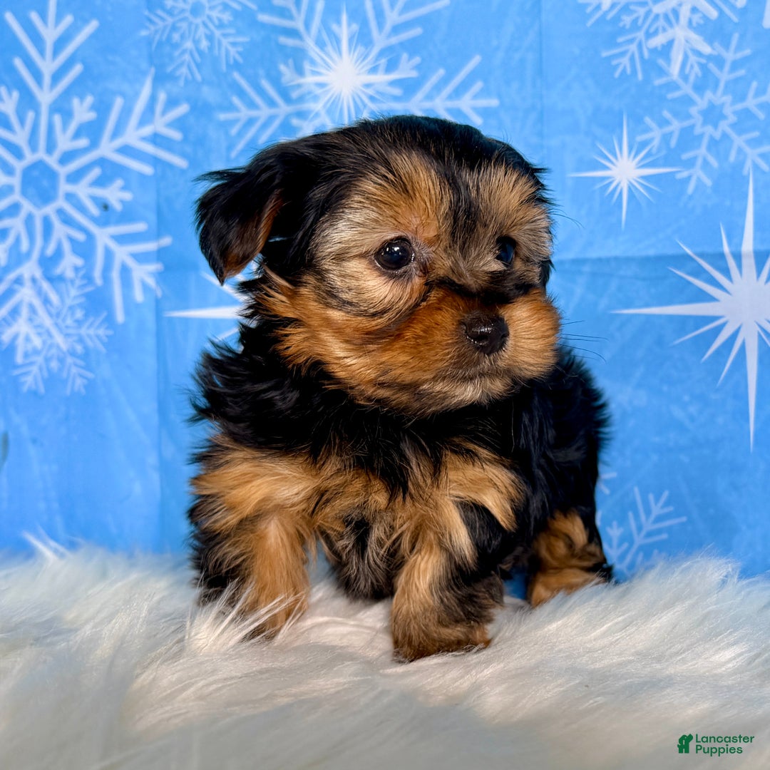 Yorkshire Terrier dogs for sale: Cedar - Ad 2
