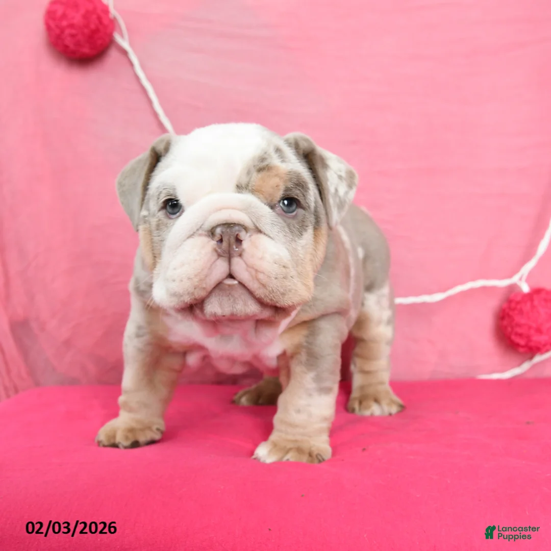 English Bulldog dogs for sale: Hans  - Ad 4