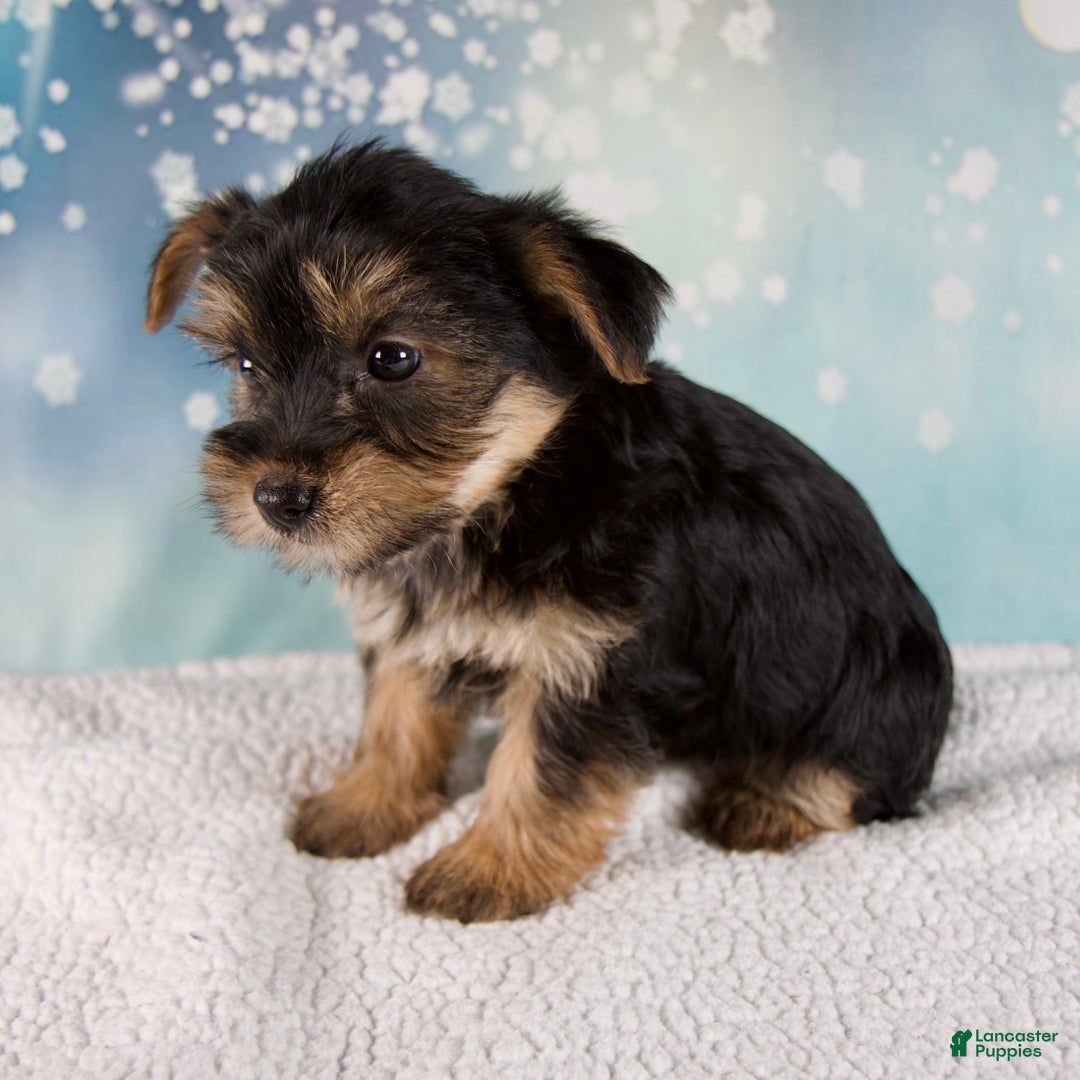 Morkie dogs for sale: Bonnie - Ad 4