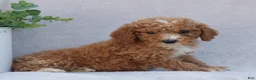 Mini Goldendoodle dogs for sale: Cassidy  - Ad 4