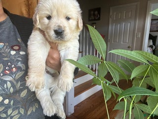 Golden Retriever dogs Golden - Ad 41