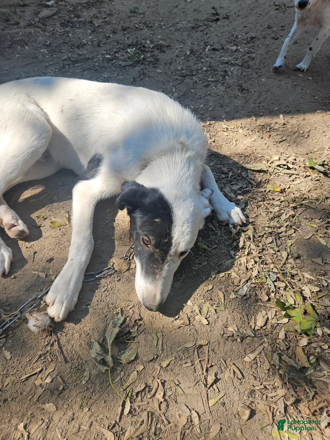 Border Collie dogs for sale: Hondo - Ad 8