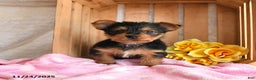Yorkshire Terrier dogs for sale: Hickory - Ad 2