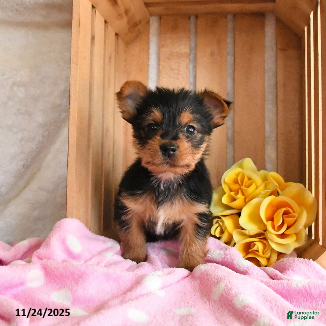 Yorkshire Terrier dogs for sale: Hickory - Ad 2