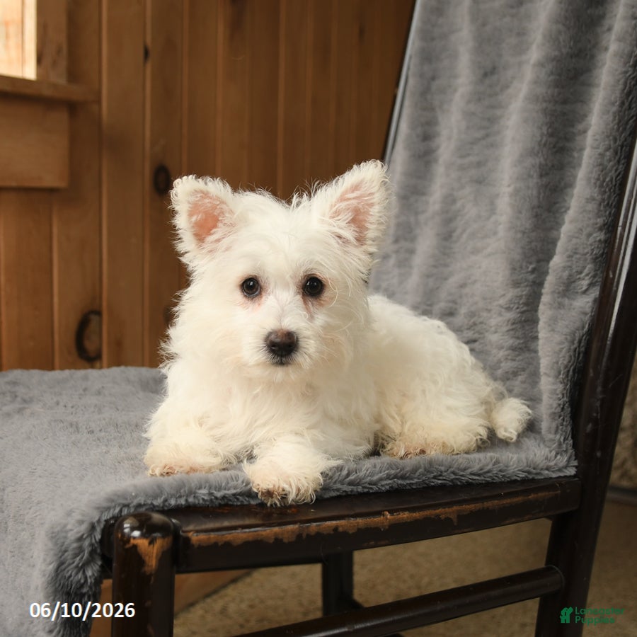 Westiepoo dogs Darla - Ad 2