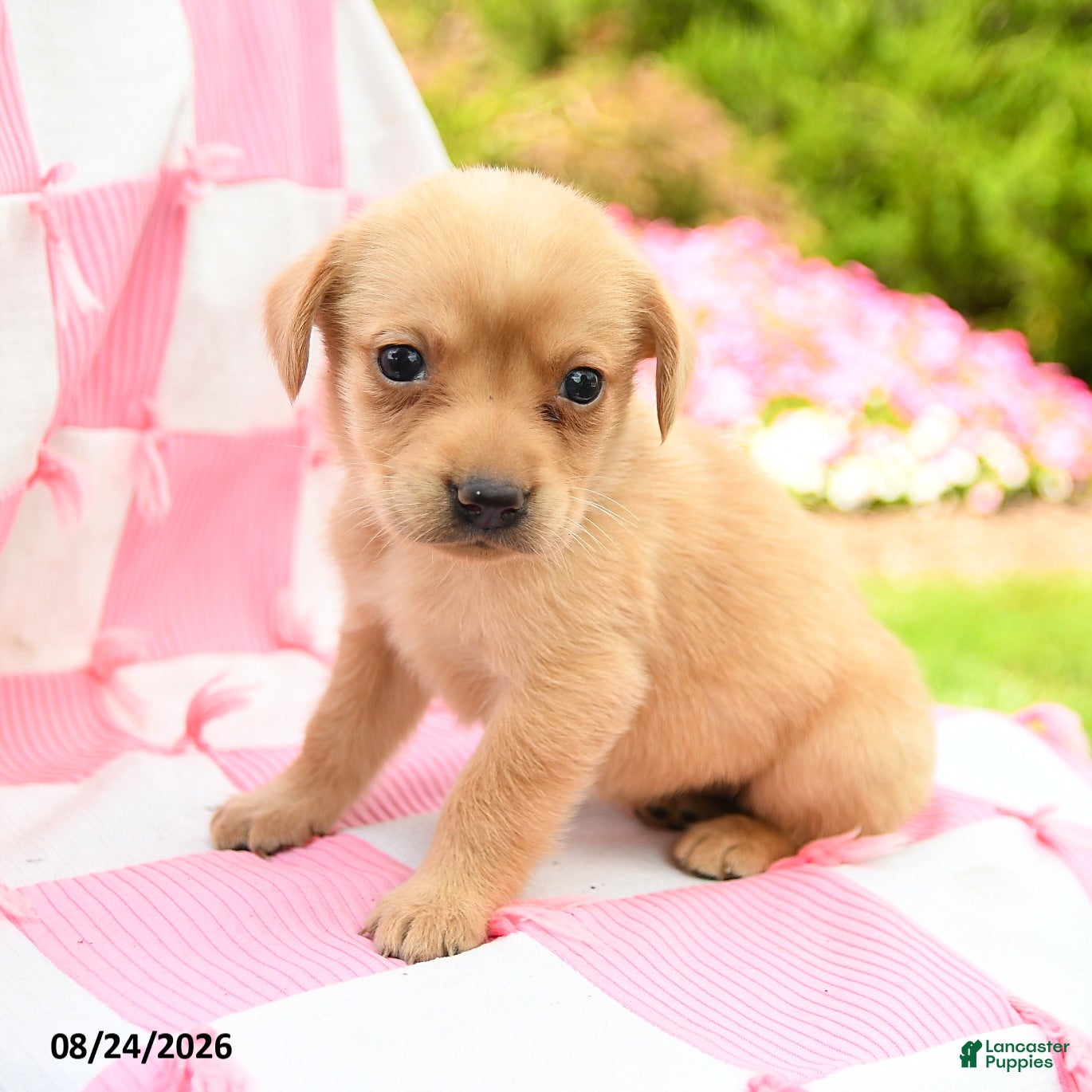 Labrador Retriever dogs Grace - Ad 1
