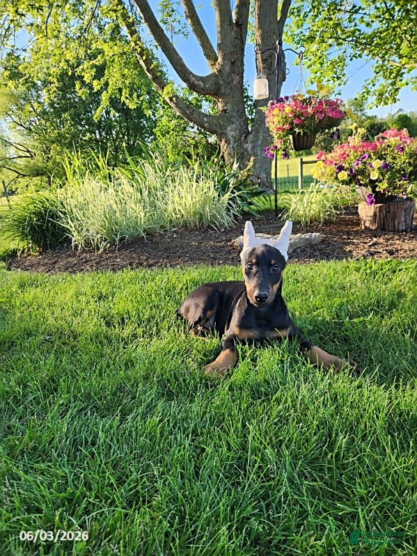 Doberman Pinscher dogs for sale: Roxie - Ad 6