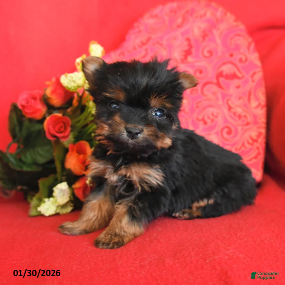 Yorkshire Terrier dogs for sale: Pixie - Ad 3