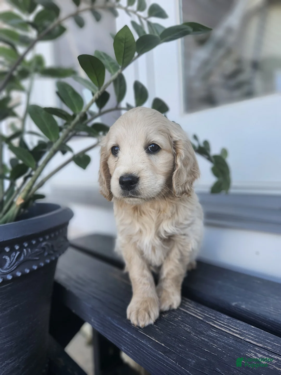 Mixed Breed dogs for sale: Rio - Ad 2