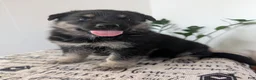 German Shepherd dogs for sale: Ben - Ad 7