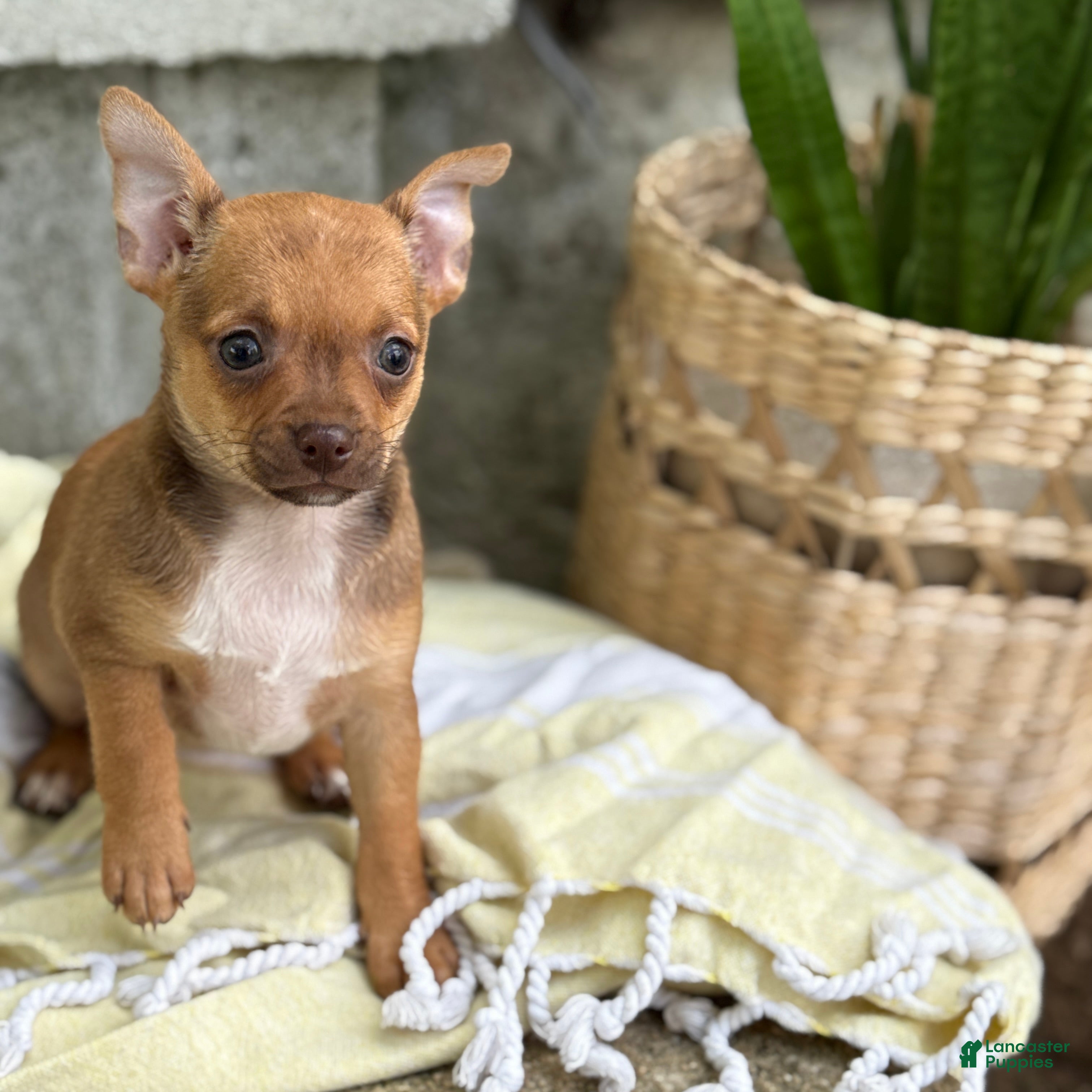 Chihuahua dogs Rusti - Ad 1