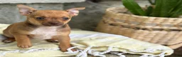Chihuahua dogs for sale: Rusti - Ad 1