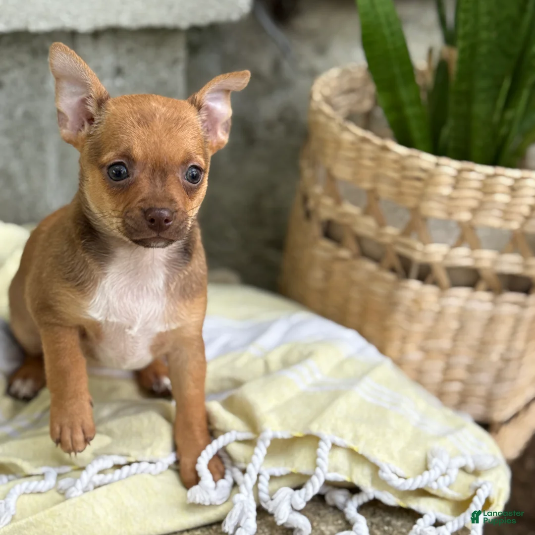 Chihuahua dogs for sale: Rusti - Ad 1