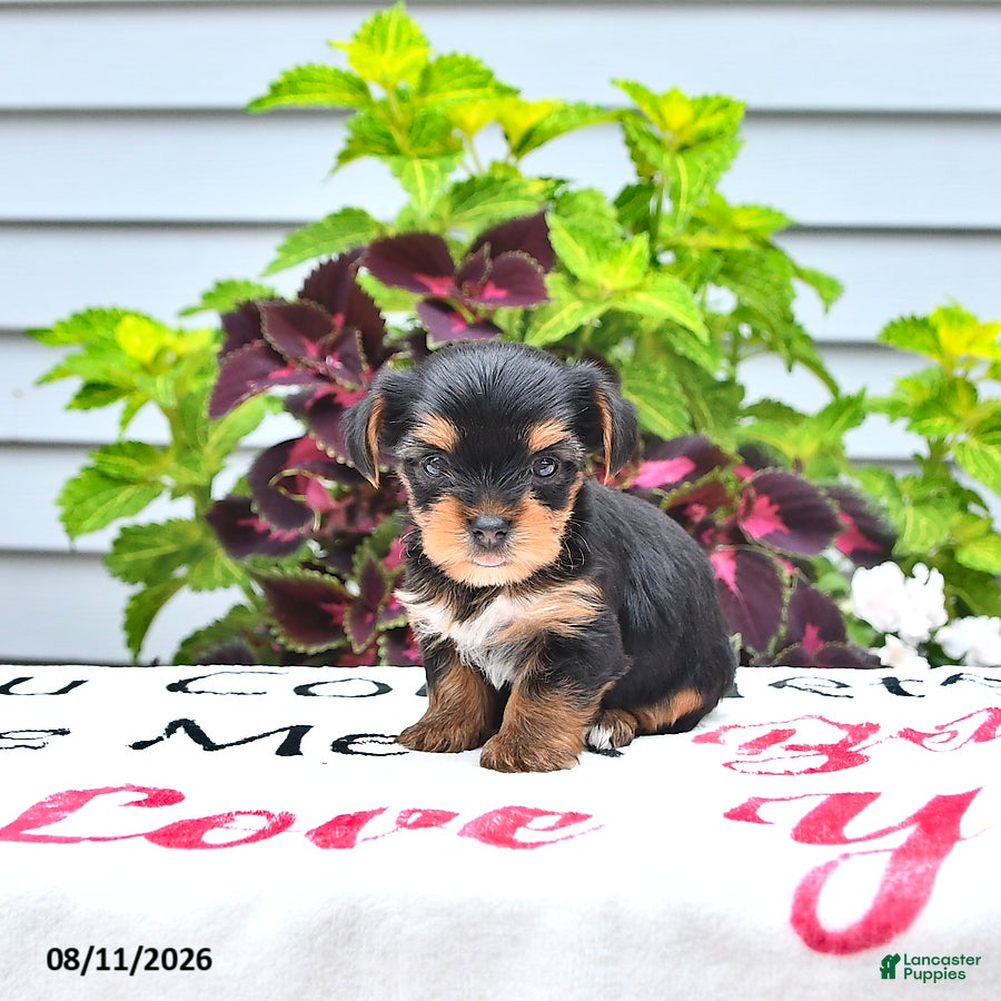 Yorkshire Terrier dogs Cooper - Ad 1